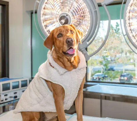Photo of a dog in front of lab equipment